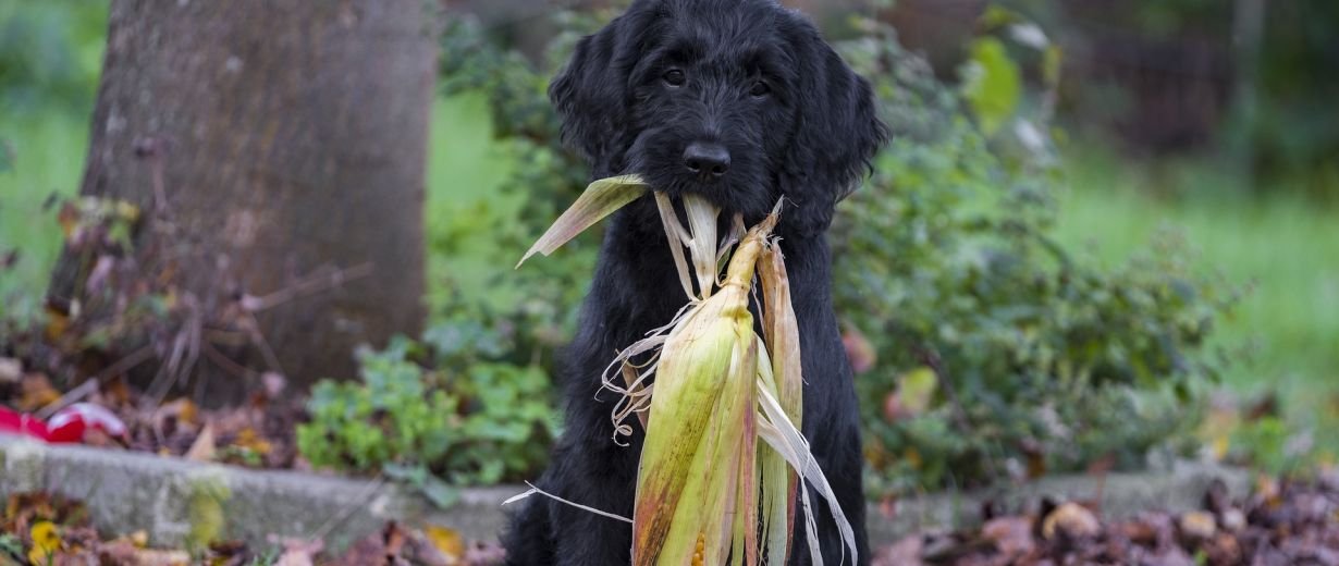 Maiskolben können tödlich für Hunde sein RPR1.